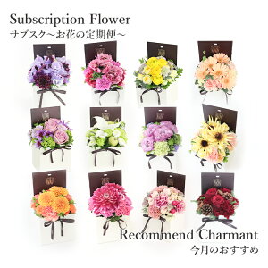 yTuXNz Ԃ̒ Еz  {ȂԂ͂  Mtg tA }X[Rhỉԁj V}XyVe yV1   t[AWg 