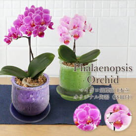 楽天市場 鉢花 種類 植物 コチョウラン 植物の本数1本 花 観葉植物 花 ガーデン Diy の通販