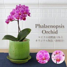 楽天市場 マイクロ 胡蝶蘭 鉢花 花 観葉植物 花 ガーデン Diyの通販