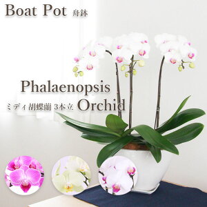  Mtg a tA ~fBӒ M 3{ i3FIׂ܂Ij sN CCG[ zCg yV1  Yn  Ӓ  R`E ~jӒ JXj