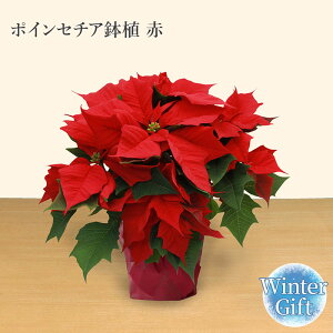 |CZ`A |CZ`A  NX}XMtg NX}X Ε v[g  t[ Mtg yV1 A  1110`1217܂ł͂ 2025