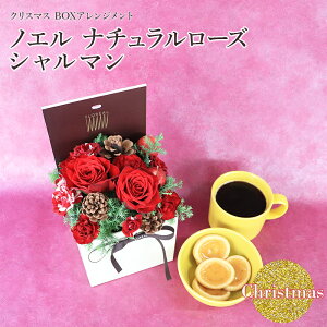  Mtg NX}X Noeli`[Y V} yV1ʁ y  2025  t[ Mtg EB^[Mtg v[g AWg o j