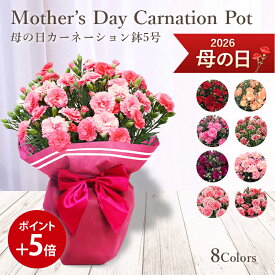 【ポイント5倍】【遅れてごめんね】 送料無料 楽天1位 8色から選べる カーネーション 鉢 赤 ピンク オレンジ アプリコット パープル 他 母の日ギフト 母の日 プレゼント 花 フラワー ギフト フラワーギフト 花鉢 鉢植え カーネーション 母の日限定