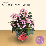 敬老の日 におい桜鉢 ルクリア・ココ 敬老の日ギフト プレゼント 花 フラワー ギフト におい桜 鉢植 鉢花