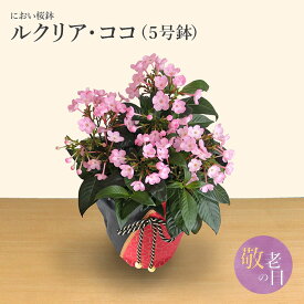 敬老の日 におい桜鉢 ルクリア・ココ 桜鉢 敬老の日ギフト プレゼント 花 フラワー ギフト ギフト さくら 鉢植 鉢花