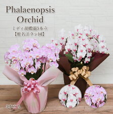 楽天市場 ラン 胡蝶蘭特集 開店祝い 引越し祝い 就任 退職祝いにプレゼントできる胡蝶蘭 ランが大集合 楽天市場 ラン 胡蝶蘭特集 開店祝い 引越し祝い 就任 退職祝いにプレゼントできる胡蝶蘭 ランが大集合