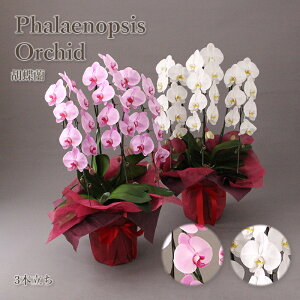 y|Cg5{z Mtg a tA I[Lbh Ӓ B^Cv 3{ isN E Ij y  Yn   R`E JXj ACj ړ]j 