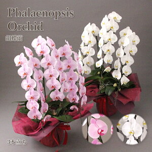 y|Cg5{z Mtg a tA I[Lbh Ӓ C^Cv 3{ isN E Ij y  Yn   R`E JXj ACj ړ]j 