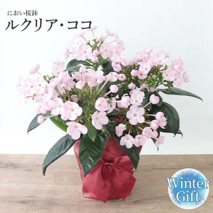 楽天市場 におい桜鉢 ルクリア ココ 桜鉢 さくら クリスマスギフト クリスマス お歳暮 プレゼント 花 フラワー ギフト 楽天1位 鉢植 鉢花 11月1日 12月25日までお届け 22 御礼 フロレアルonlineshop東京 銀座