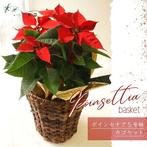 ԁu|CZ`A5(Zbg)vNX}X@a  Mtg v[g j 蕨@LO