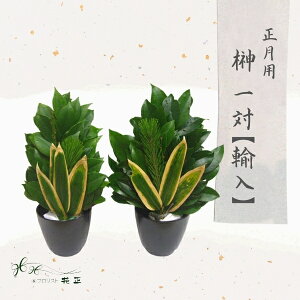  wpiAj1΁x  2Zbg |~ zw 