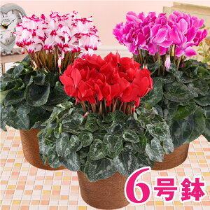 鉢植え 生花の人気商品 通販 価格比較 価格 Com