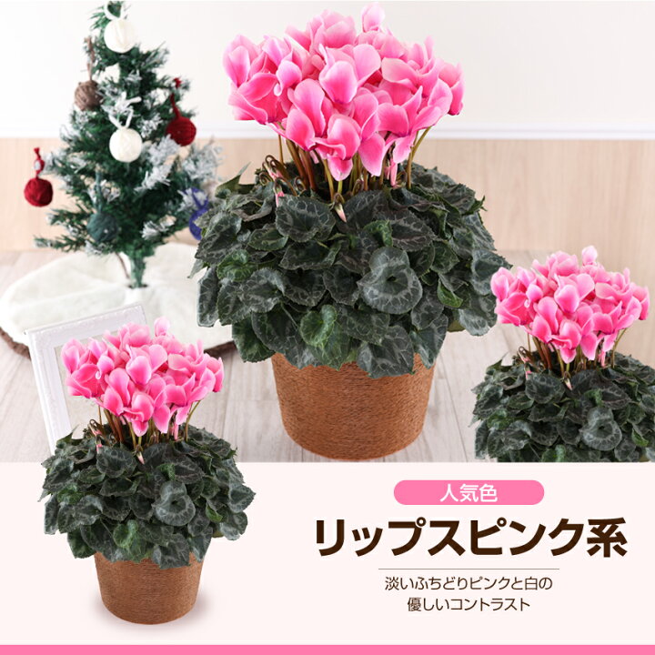 シクラメン 鉢植え ブルマージュ ６号鉢 高級感溢れるボリュームたっぷり 送料無料 プレゼント フラワーギフト 複色系 クリスマス ギフト