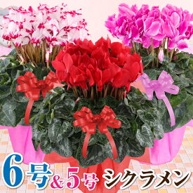 シクラメン 花 6号鉢 5号鉢 鉢植え お歳暮 クリスマス プレゼント 誕生日 記念日 お祝い フラワーギフト 鉢花【送料無料】