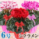 シクラメン 花 6号鉢 鉢植え お歳暮 クリスマス プレゼント 誕生日 記念日 お祝い フラワーギフト 鉢花【送料無料】
