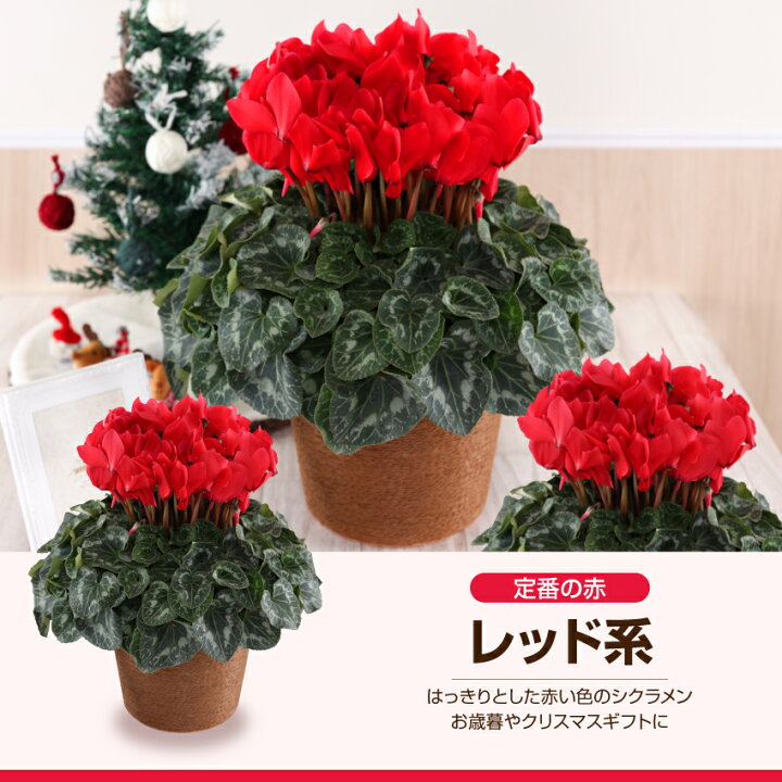 楽天市場 シクラメン 花 6号鉢 鉢植え お歳暮 クリスマス プレゼント 誕生日 記念日 お祝い フラワーギフト 鉢花 10色 ふろーりすと花子