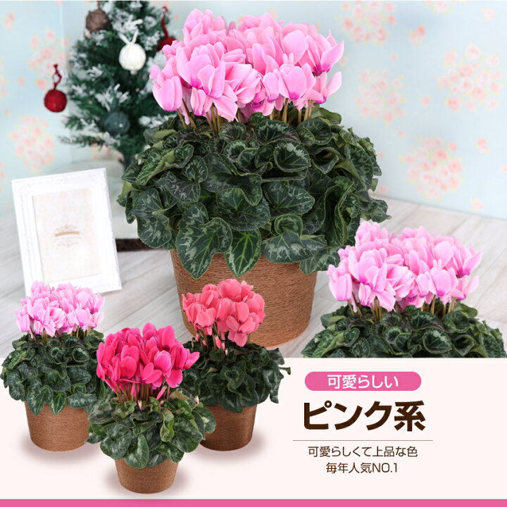 楽天市場 シクラメン 花 6号鉢 鉢植え お歳暮 クリスマス プレゼント 誕生日 記念日 お祝い フラワーギフト 鉢花 10色 ふろーりすと花子