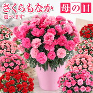 母の日 早割 花 カーネーション 鉢植え 5号 母の日 ギフト カーネーション