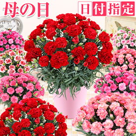 母の日 早割 花 カーネーション 鉢植え 5号 母の日 ギフト [日付指定可能です]