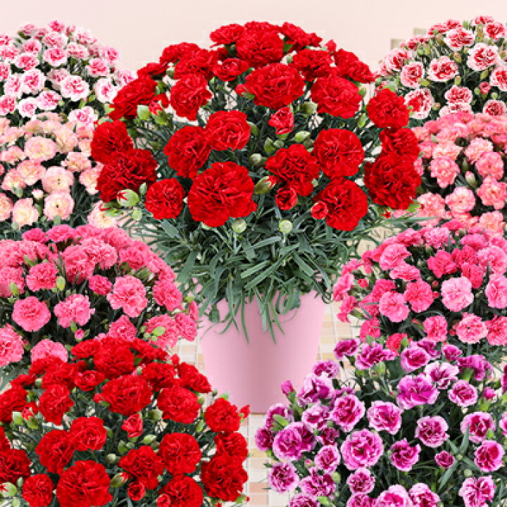 楽天市場 母の日 プレゼント 花 カーネーション 鉢植え 5号 母の日 ギフト 日付指定可能です ふろーりすと花子