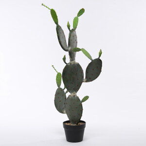 観葉植物 サボテン 大型の人気商品 通販 価格比較 価格 Com