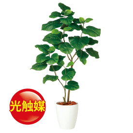 楽天市場 ウンベラータ おしゃれの通販