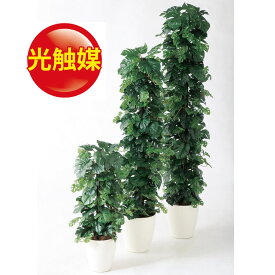 楽天市場 モンステラ 支柱の通販