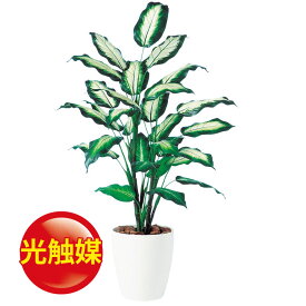 楽天市場 観葉植物 カミーラ 花 観葉植物 花 ガーデン Diy の通販 楽天市場 観葉植物 カミーラ 花 観葉植物 花 ガーデン Diy の通販