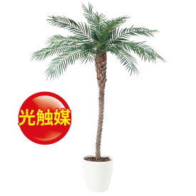 楽天市場 フェニックス ロベレニーの通販