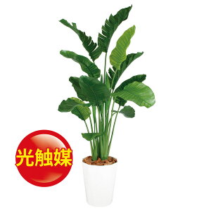 観葉植物 ストレリチア 光触媒の人気商品 通販 価格比較 価格 Com