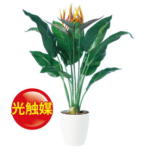 観葉植物 ストレリチア 光触媒の人気商品 通販 価格比較 価格 Com