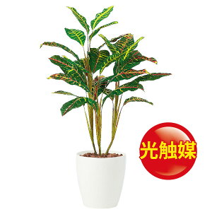観葉植物 クロトンの人気商品 通販 価格比較 価格 Com