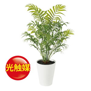 テーブル ヤシ 花の人気商品 通販 価格比較 価格 Com