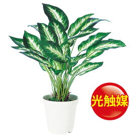 楽天市場 ディフェンバキア カミーラ 花の通販