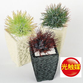 楽天市場 サボテン オシャレの通販