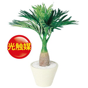 観葉植物 トックリヤシの人気商品 通販 価格比較 価格 Com 観葉植物 トックリヤシの人気商品 通販 価格比較 価格 Com
