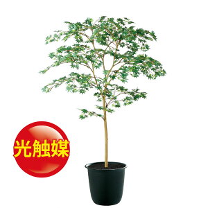 観葉植物 和風 モダンの人気商品 通販 価格比較 価格 Com 観葉植物 和風 モダンの人気商品 通販 価格比較 価格 Com