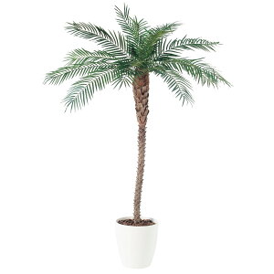 フェニックス 観葉植物の人気商品 通販 価格比較 価格 Com