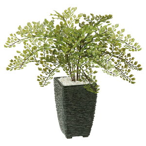 観葉植物 アジアンタムの人気商品 通販 価格比較 価格 Com