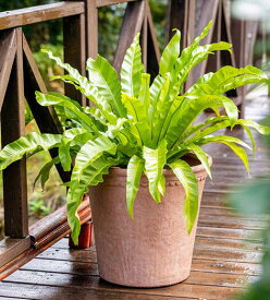 コンクリート 植木鉢 プランター 底穴付き 直径25~40cm 8 10 11 12 13号観葉植物 鉢 室内 屋外 玄関 観葉植物鉢 園芸 栽培 通気性良好 多機能 軽量 深型 おしゃれ マグネシウム製 園芸用品 ガーデニング 鉢植え ベランダ 植物 容器