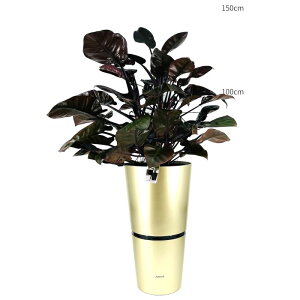 ϗtA tBfhEubNJ[fBi {gݍ킹 A Zbg ʋ ^ 10@ JXj