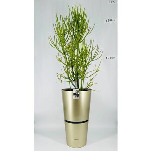 ϗtA ~NubV {gݍ킹 A Zbg ʋ ^ 10@ JXj