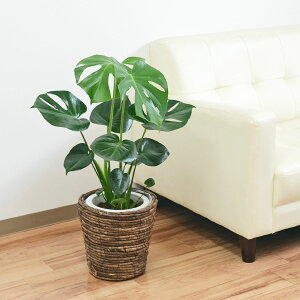 観葉植物 モンステラ 6号サイズ 選べる鉢カバー付き【インテリア/室内/人気/お祝い/ギフト/プレゼント/開店祝い/新築祝い/誕生日祝い/結婚祝い/お買い得/選べる/南国/本物/あす楽/送料無料】