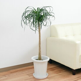 楽天市場 花 観葉植物 種類 植物 トックリラン 花 ガーデン Diy の通販