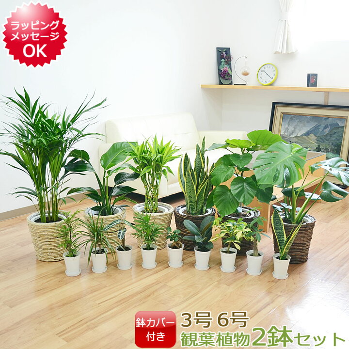 楽天市場 選べる観葉植物2鉢セット 6号3号 鉢カバー付き 6号のみ あす楽 インテリア 室内 人気 お祝い ギフト プレゼント 開店祝い 新築祝い 誕生日祝い 結婚祝い おしゃれ スタイリッシュ 癒し 中型 小型 セット 送料無料 フラワーコーポレーション