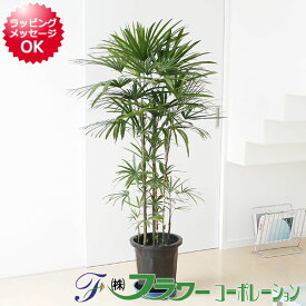 楽天市場 観葉植物 種類 植物 シュロチク 高さ 植物 131cm 花 観葉植物 花 ガーデン Diy の通販