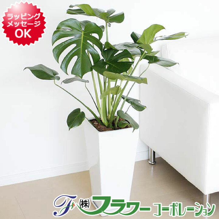楽天市場】観葉植物 モンステラ 大型 8号サイズ ロングスクエア陶器 