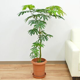 楽天市場 観葉植物エバーフレッシュの通販 楽天市場 観葉植物エバーフレッシュの通販