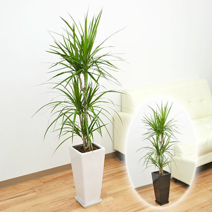 楽天市場 送料無料 観葉植物 ドラセナ コンシンネ マジナータ ロングスクエア陶器鉢植え 7号 インテリア 人気 お祝い ギフト プレゼント 開店祝い 新築祝い 誕生日祝い 結婚祝い おしゃれ スタイリッシュ 大型 中型 フラワーコーポレーション