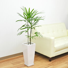 観葉植物 棕櫚竹 シュロチク ロングスクエア陶器鉢植え 7号 敬老の日 インテリア 人気 お祝い ギフト プレゼント 開店祝い 新築祝い 誕生日祝い 結婚祝い おしゃれ スタイリッシュ 大型 送料無料